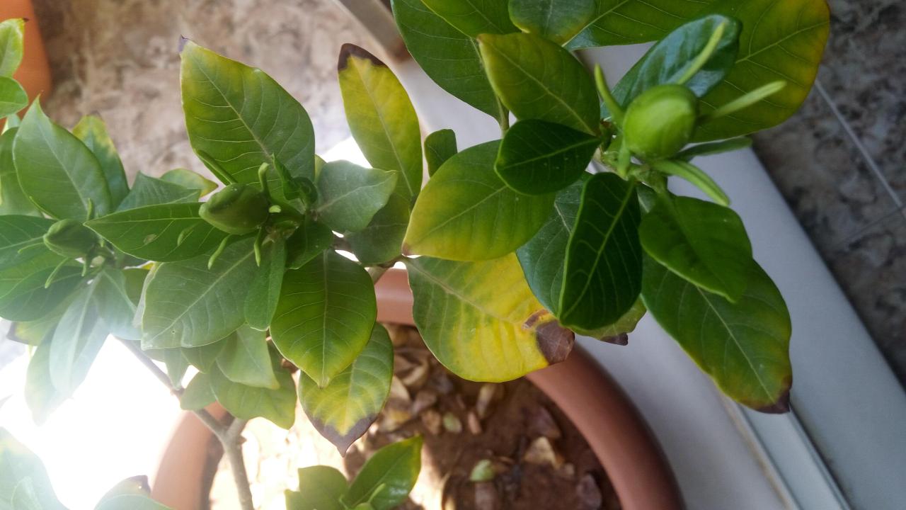 Yellow leaves gardenias any ideas