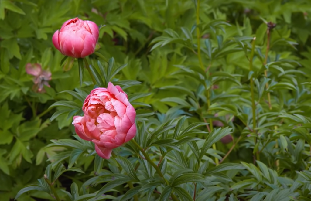 Leaf Curl On Peonies