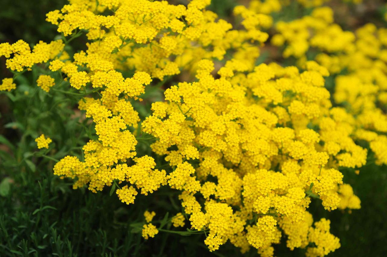 Alyssum perennials piena fioritura jenny perennial aurinia saxatilis seeds thrive dorato fiori dorati ingialliscono molla