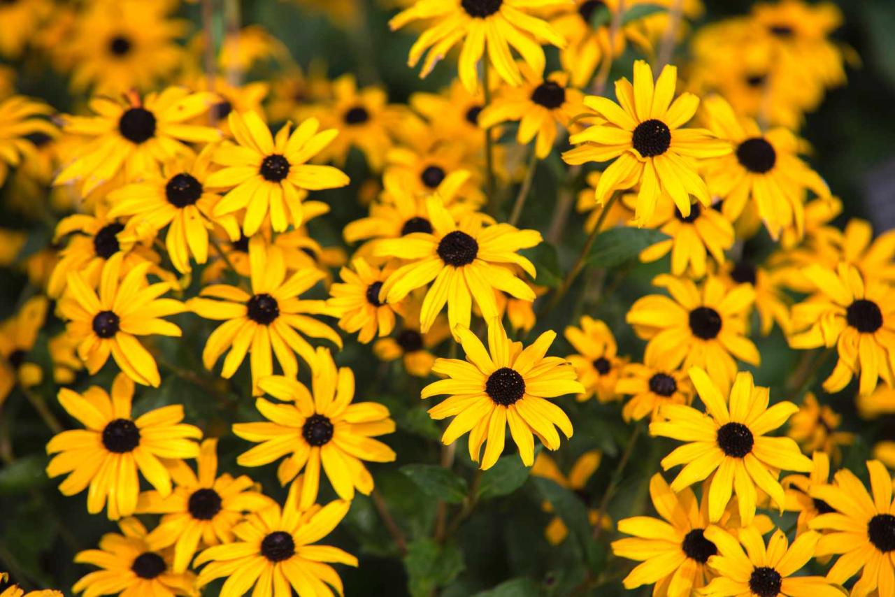 What Perennials Like Full Sun