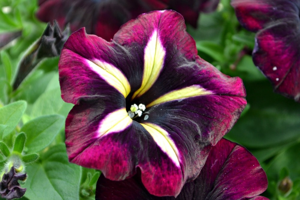 Petunia purple yellow flower background star royalty stock