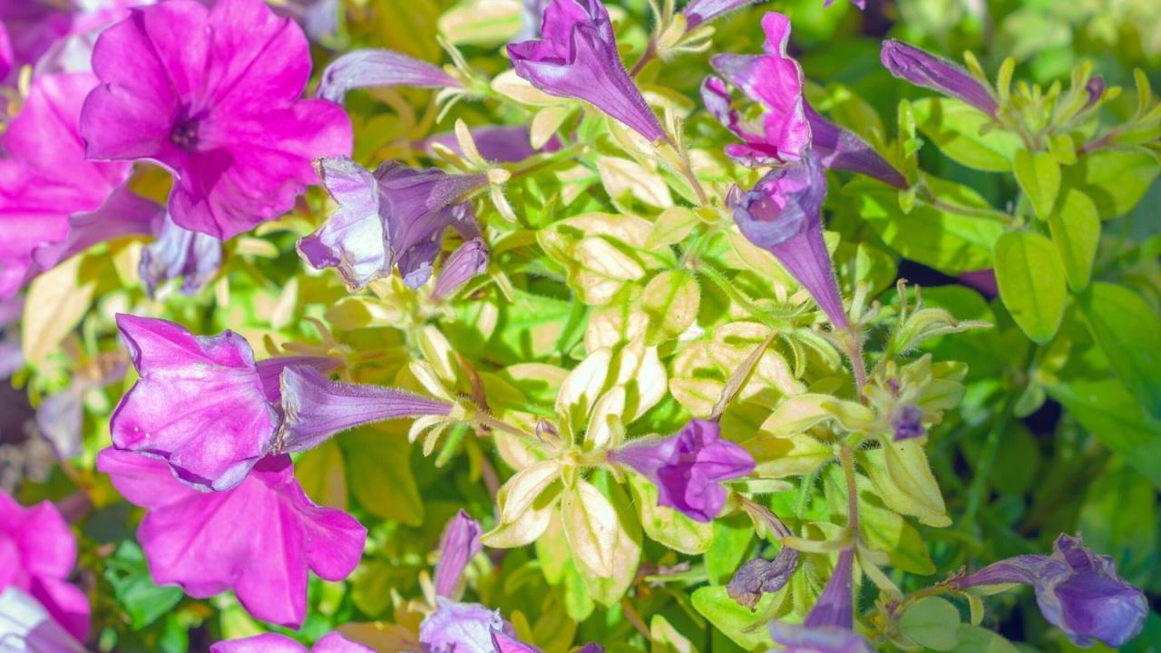 Why Are My Petunias Turning Yellow