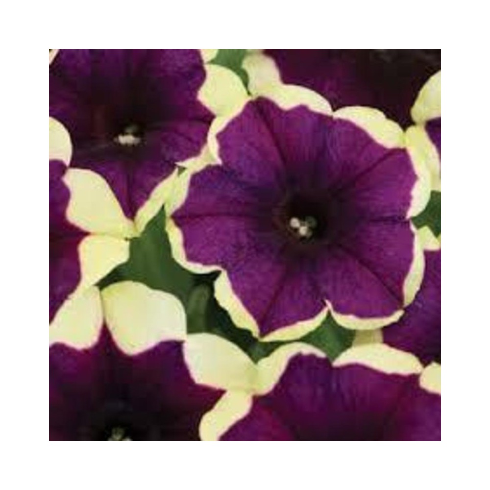 Purple And Yellow Petunias