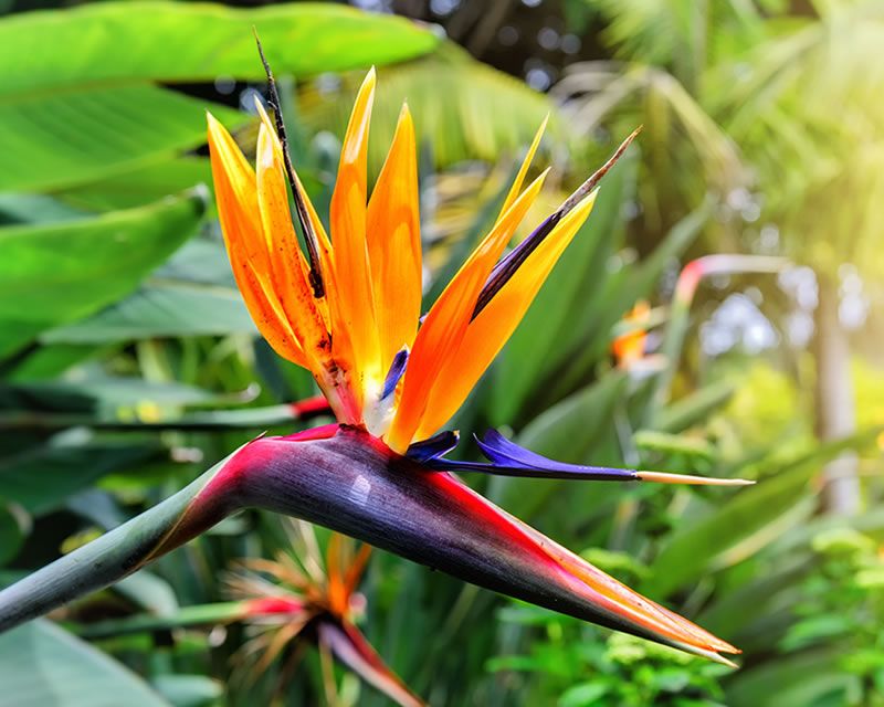 Drooping Birds Of Paradise