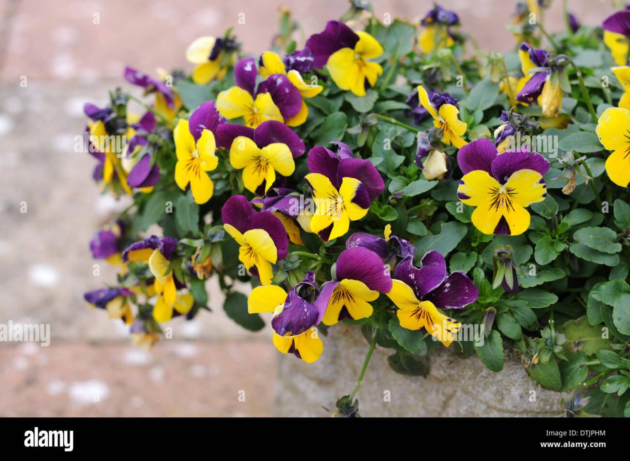 Purple And Yellow Petunias