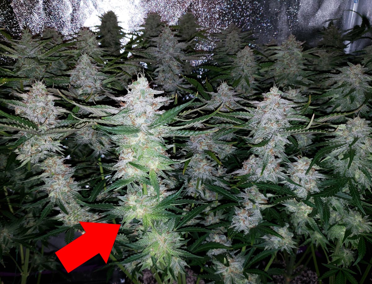 Why Are My Buds Turning Yellow
