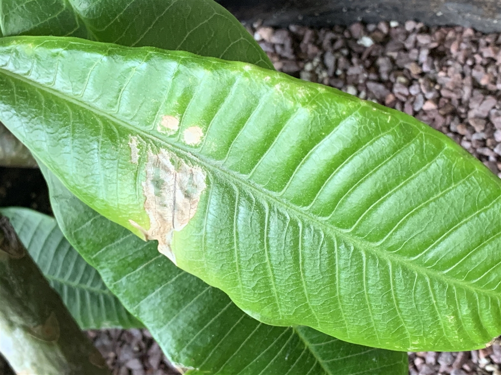 Spots leaves plumeria identifying reason help garden forum quote post plant