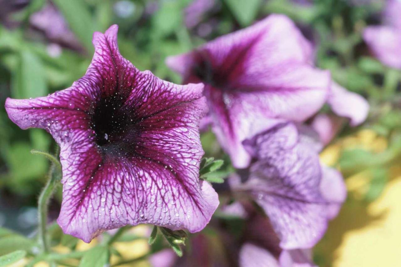 Petunias Turning Brown