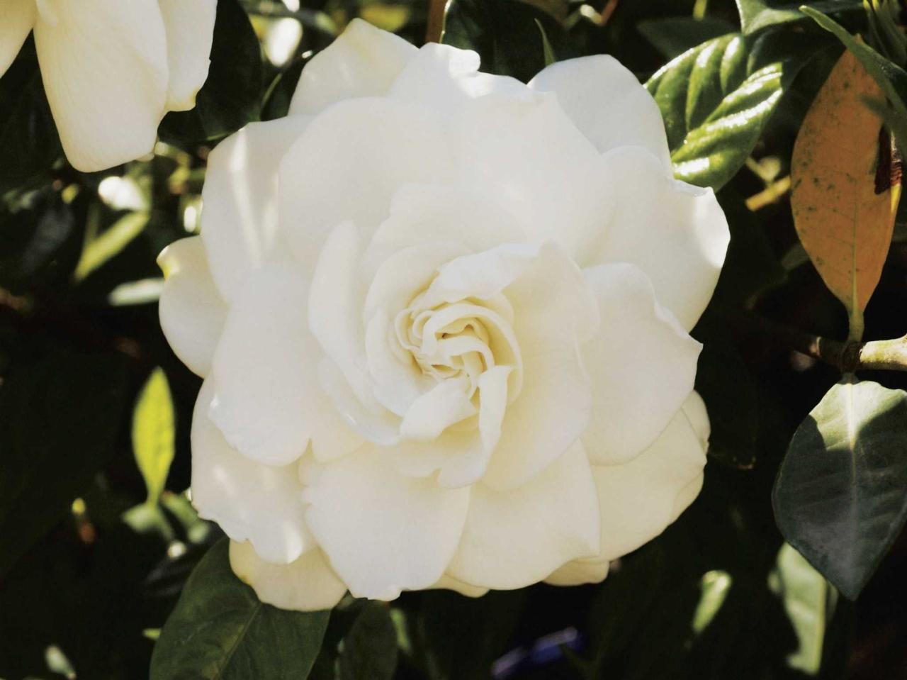 Gardenia Buds Turning Brown