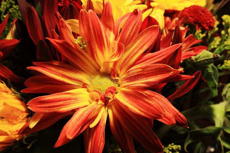 Red Yellow Chrysanthemum