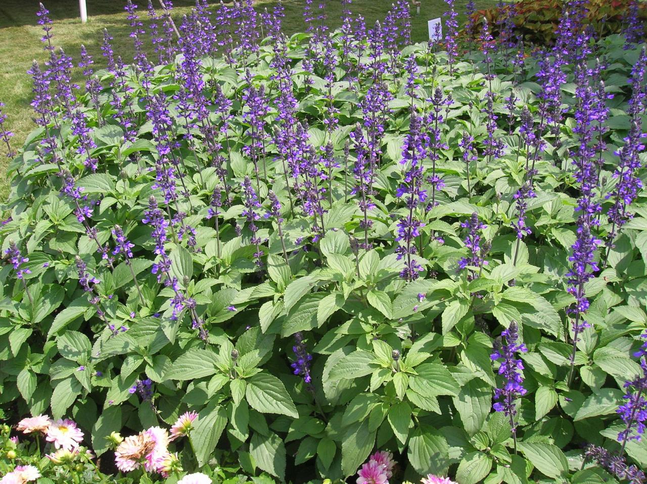Pruning salvia salvias perennial types woody joyusgarden