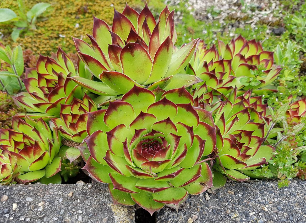 What Perennials Like Full Sun