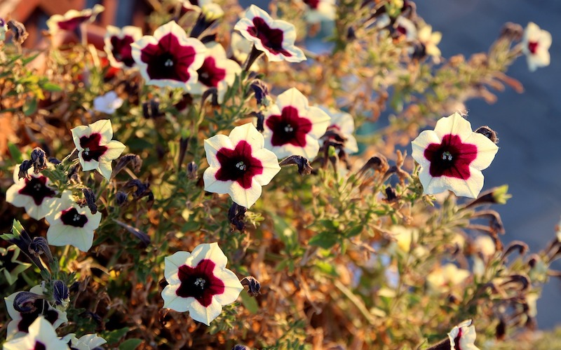 Petunias Turning Brown