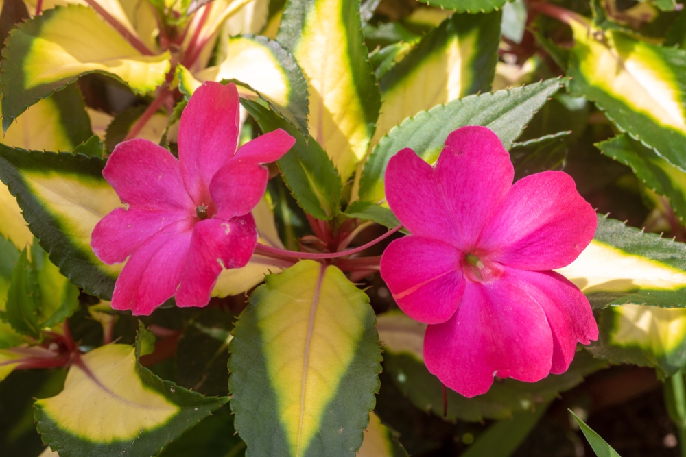 Sunpatiens sun impatiens touch me not bask answer wish those them who love garden
