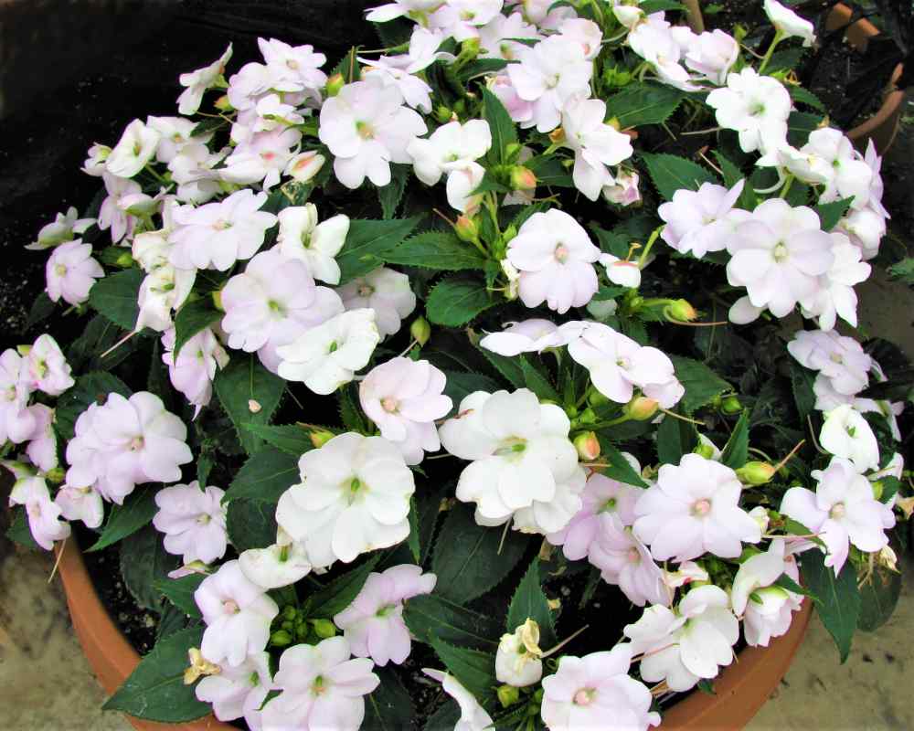 Sunpatiens In Pots