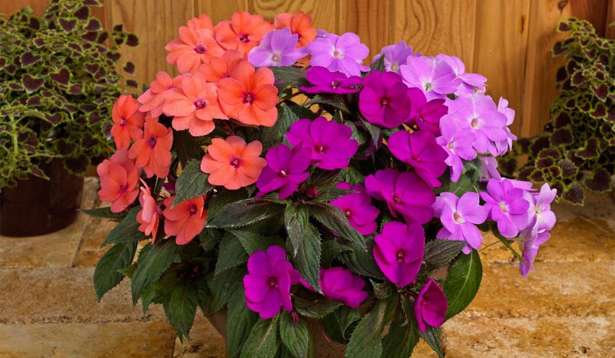 What Colors Do Sunpatiens Come In
