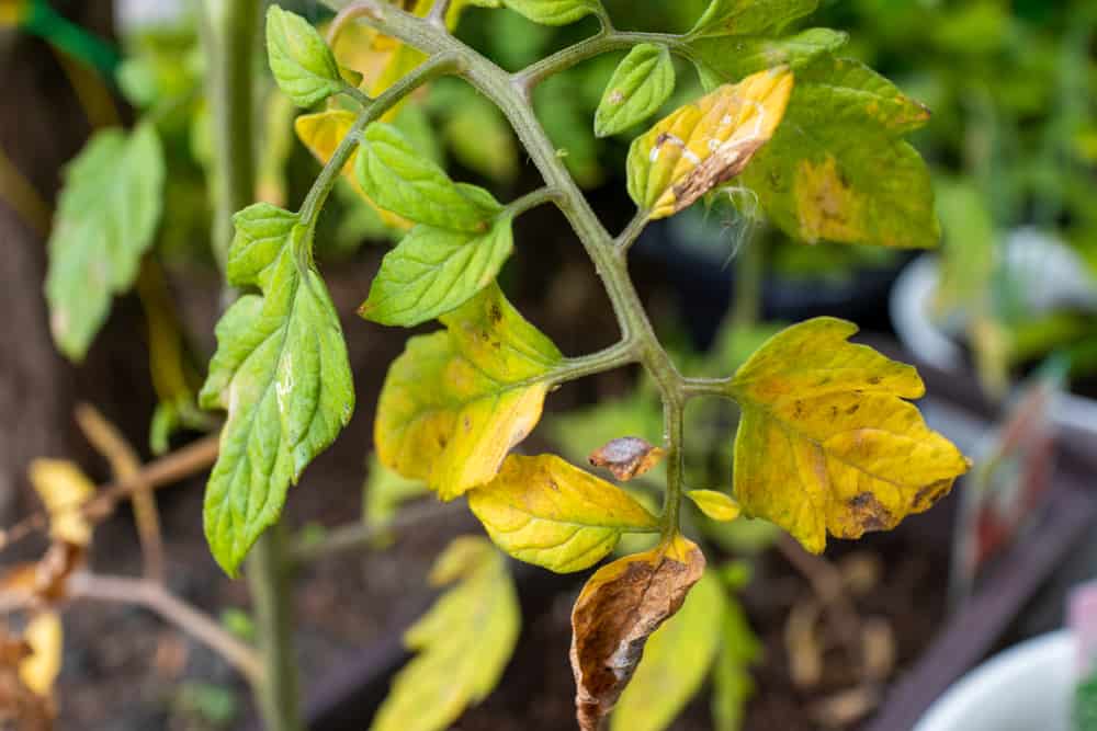 Yellowing houseplants crispy watering