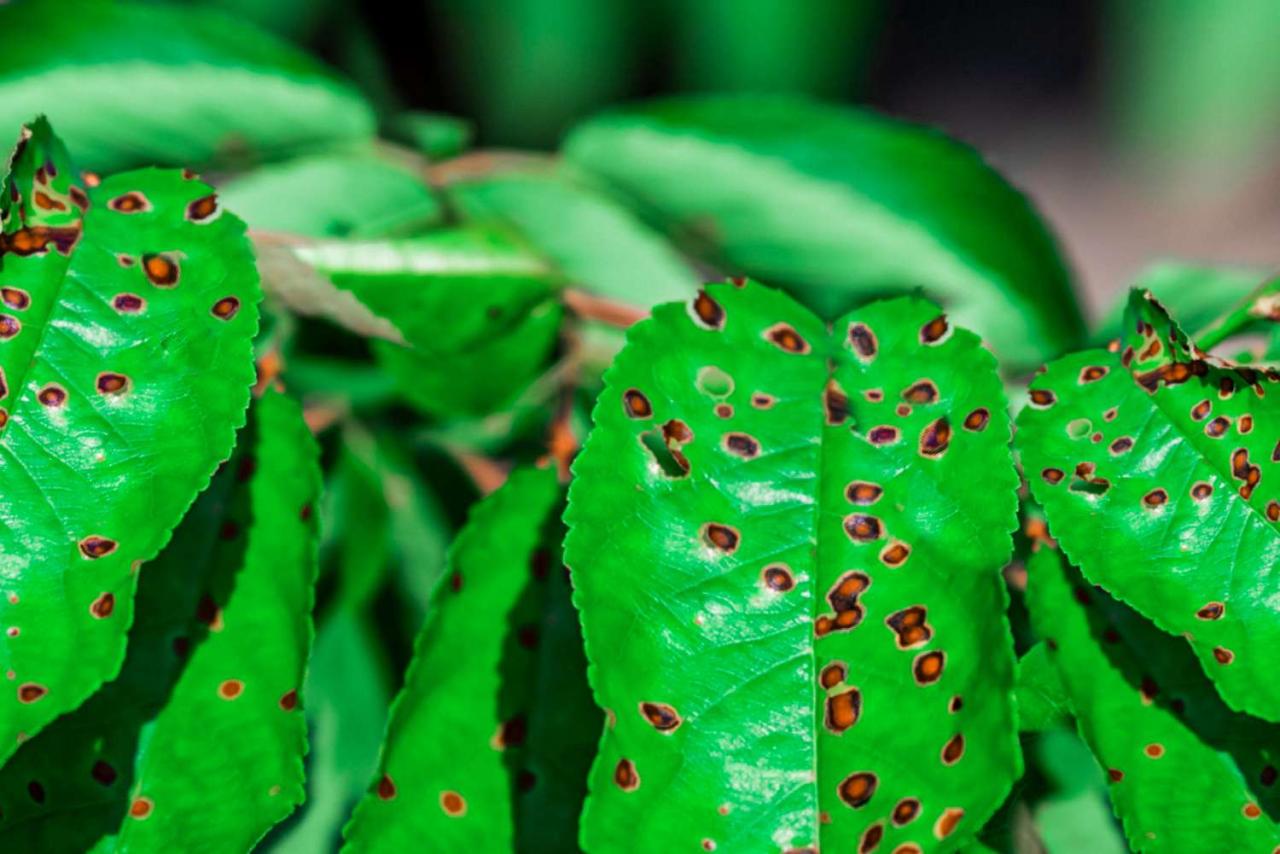 Diseases cucumber hibiscus identify cucumbers bacterial anthracnose affect contained notice angular veins within
