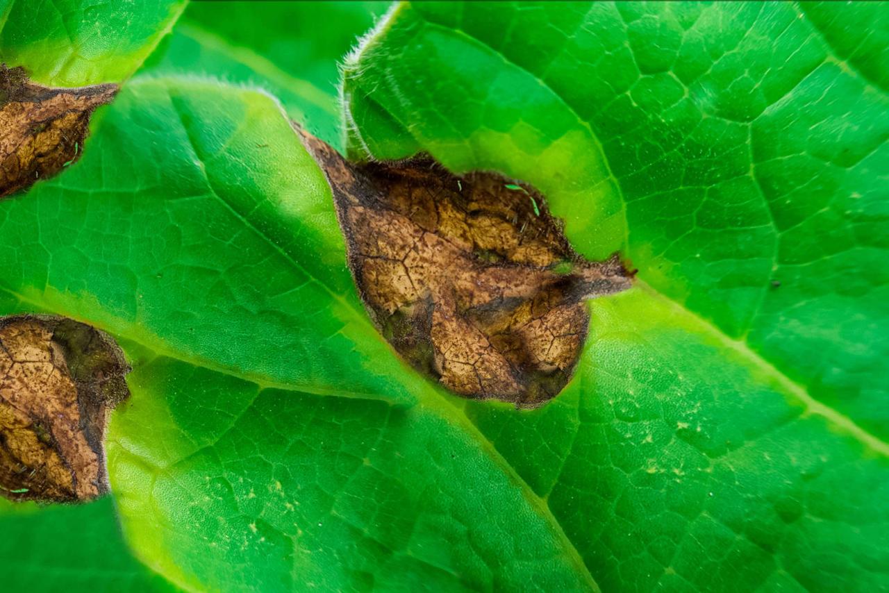 Brown Spots On Lantana Leaves