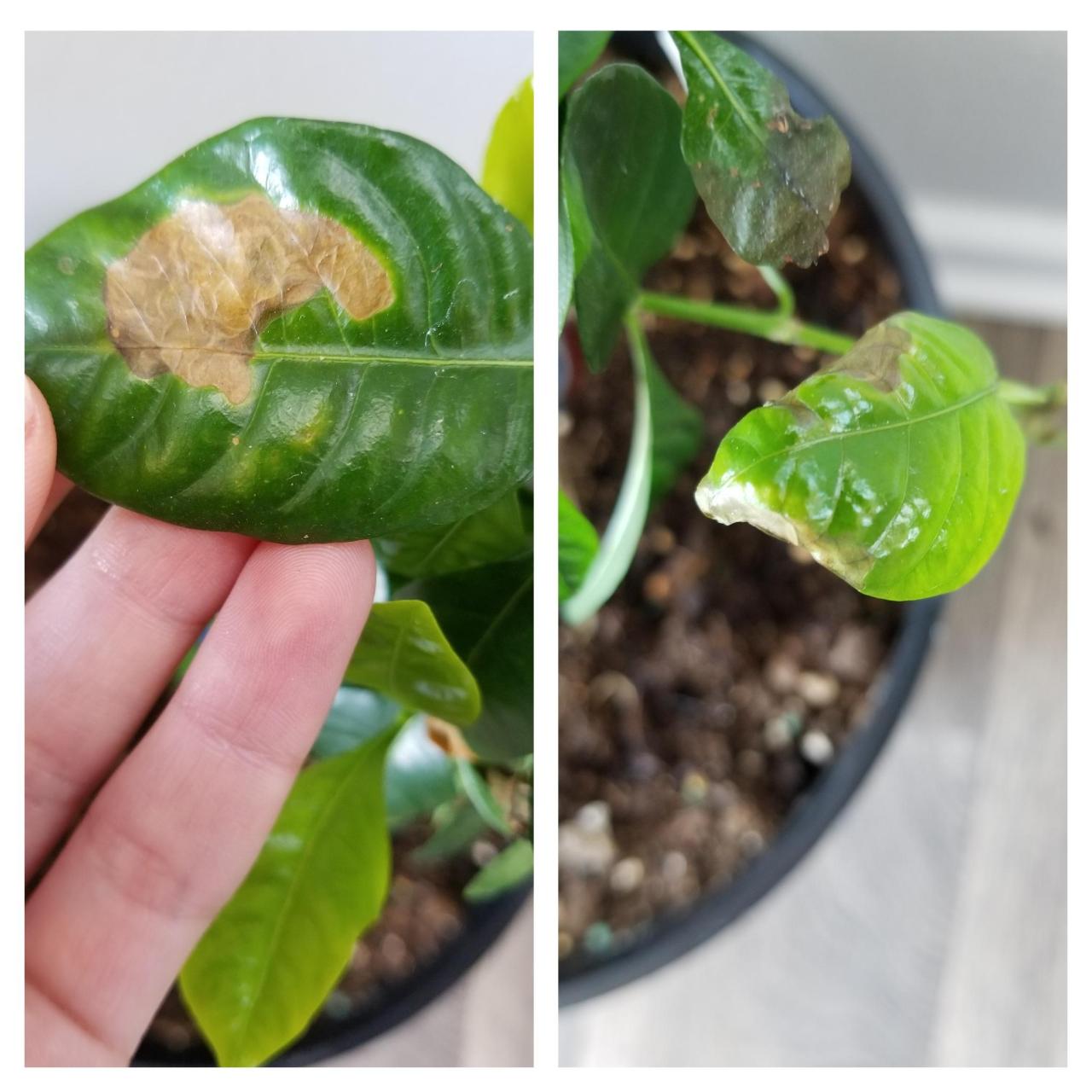 Gardenia leaves brown turning