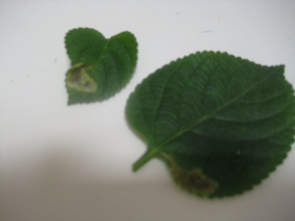 Brown Spots On Lantana Leaves
