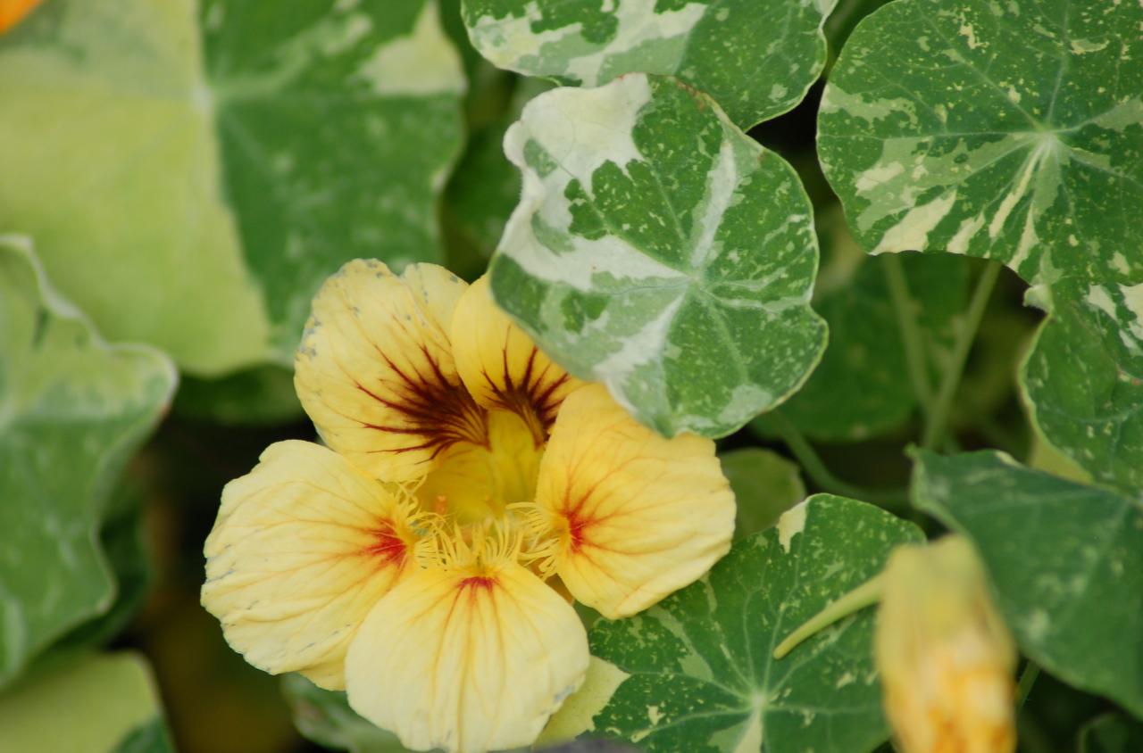 Nasturtium Yellow Leaves