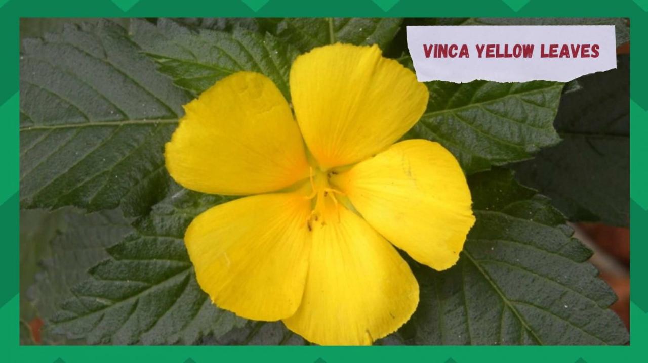 Vinca Leaves Yellow