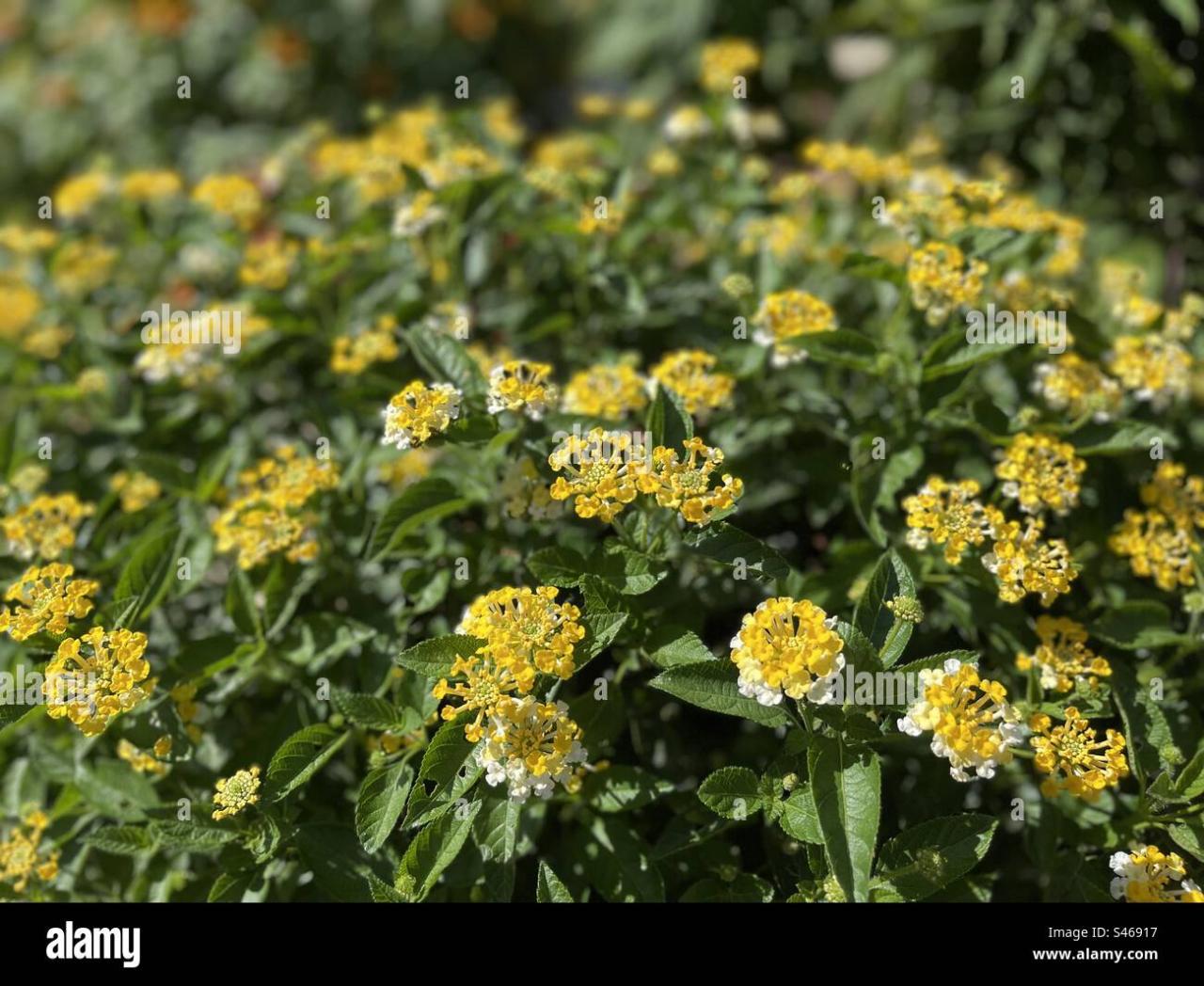 Lantana