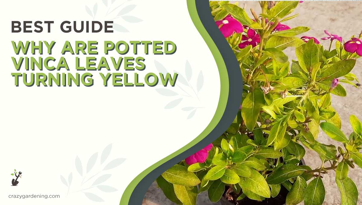Why Is My Vinca Turning Yellow