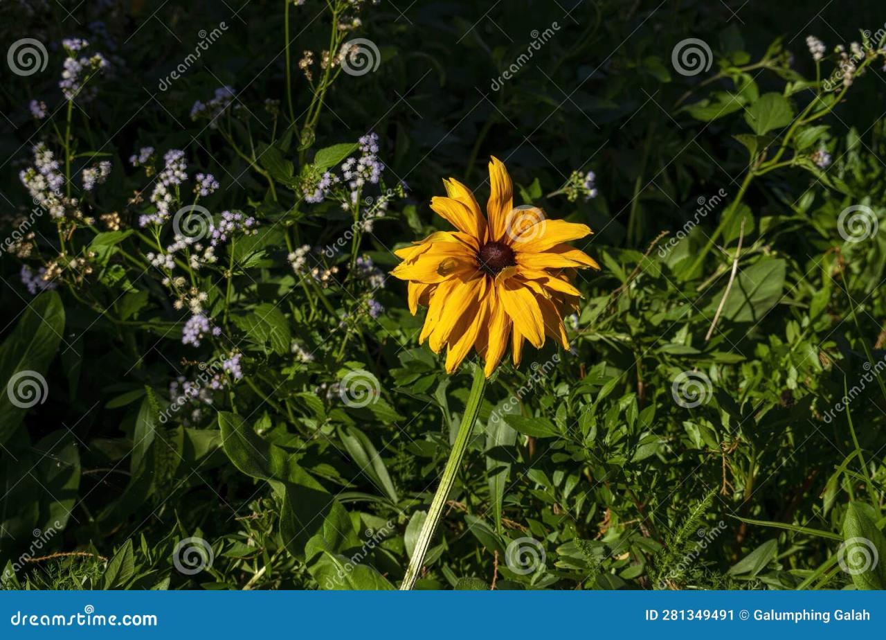 Black Eyed Susans Wilting