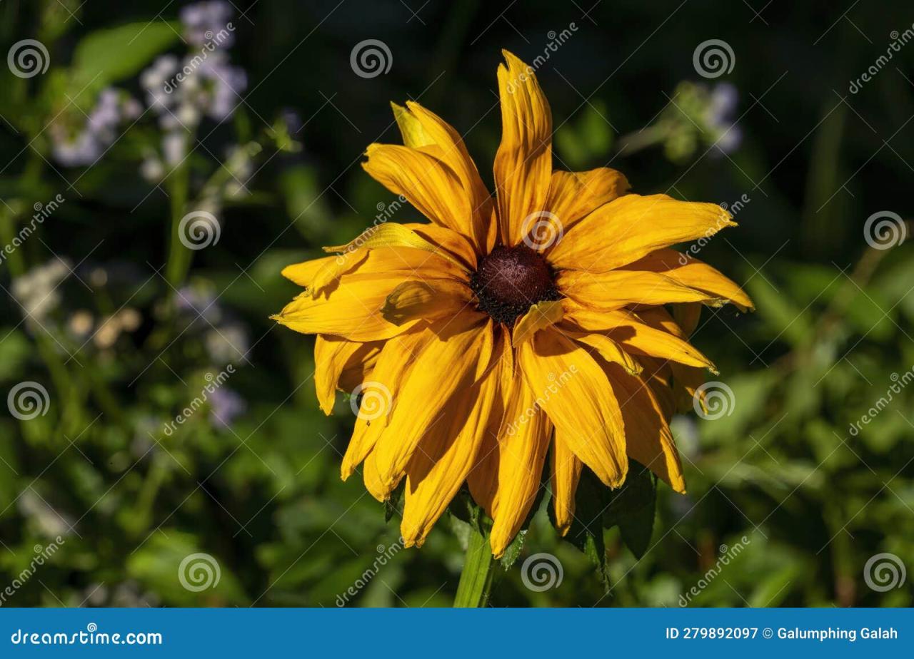 Eyed susans
