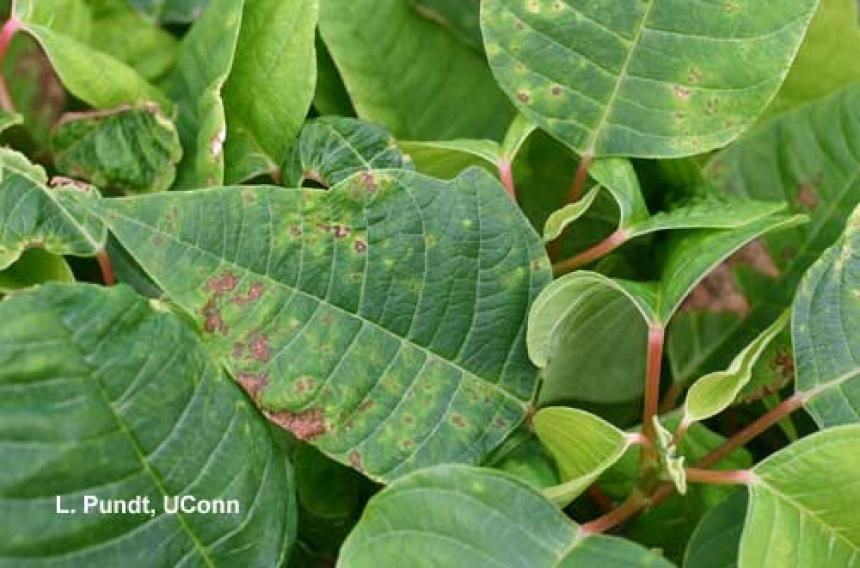 Black Spots On Poinsettia Leaves