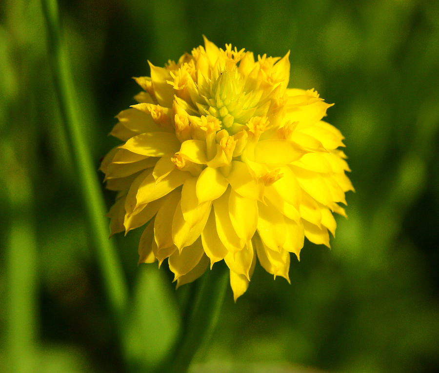 Yellow Bachelor Buttons