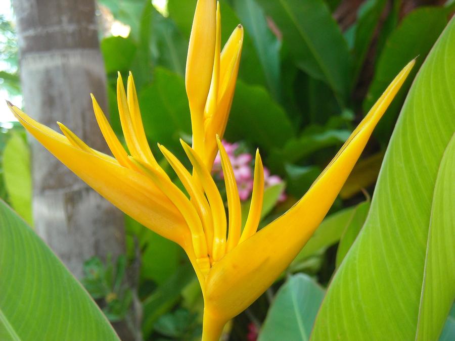 Mexican Bird Of Paradise Yellow