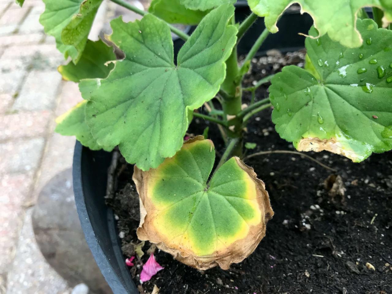 Fertilizer For Yellow Leaves