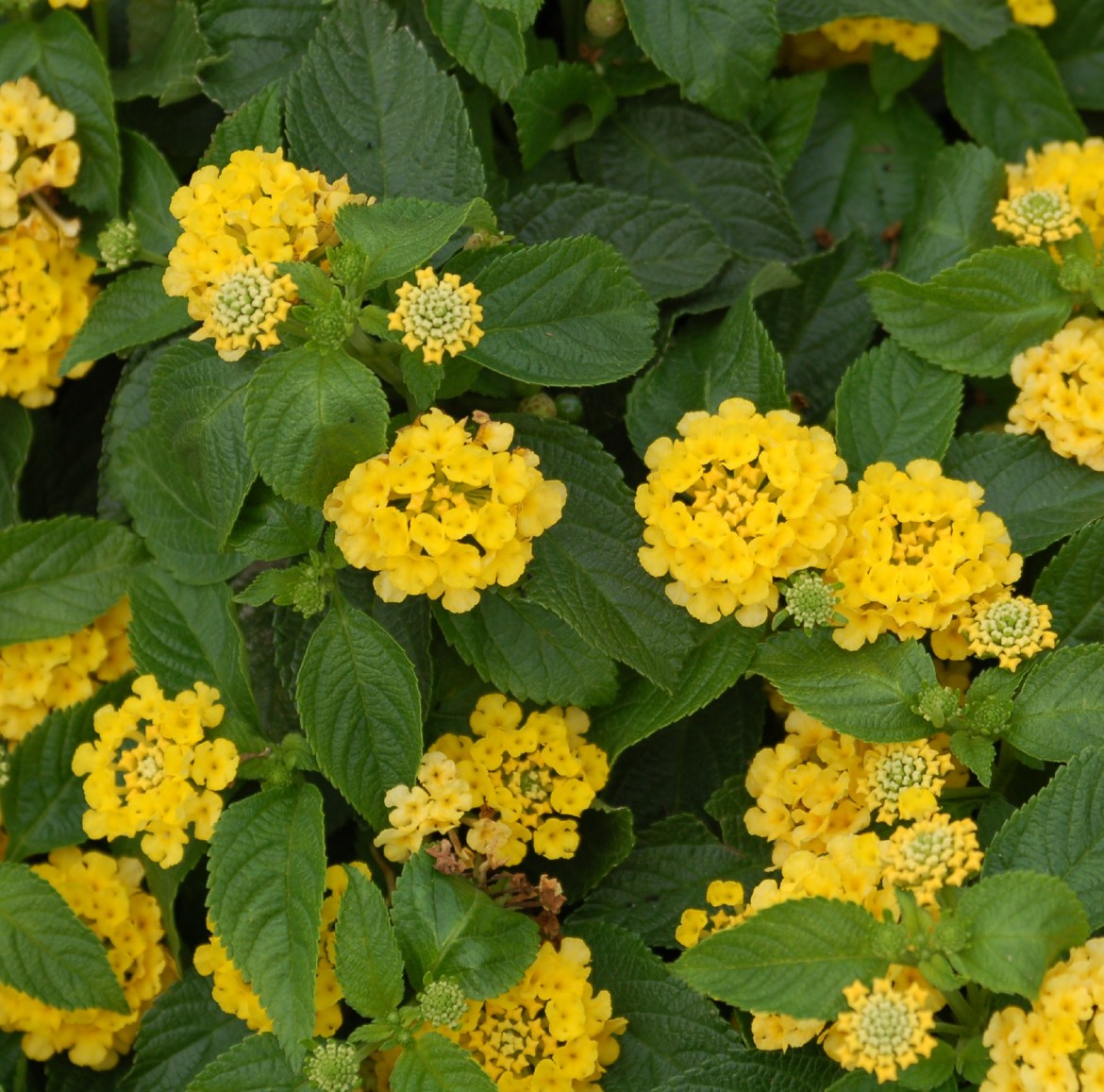 Lantana Leaves Turning Yellow