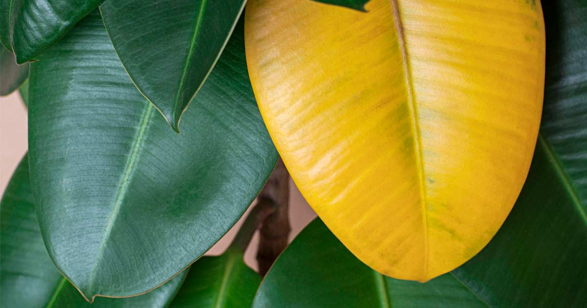 Why Are My Fuchsia Leaves Turning Yellow