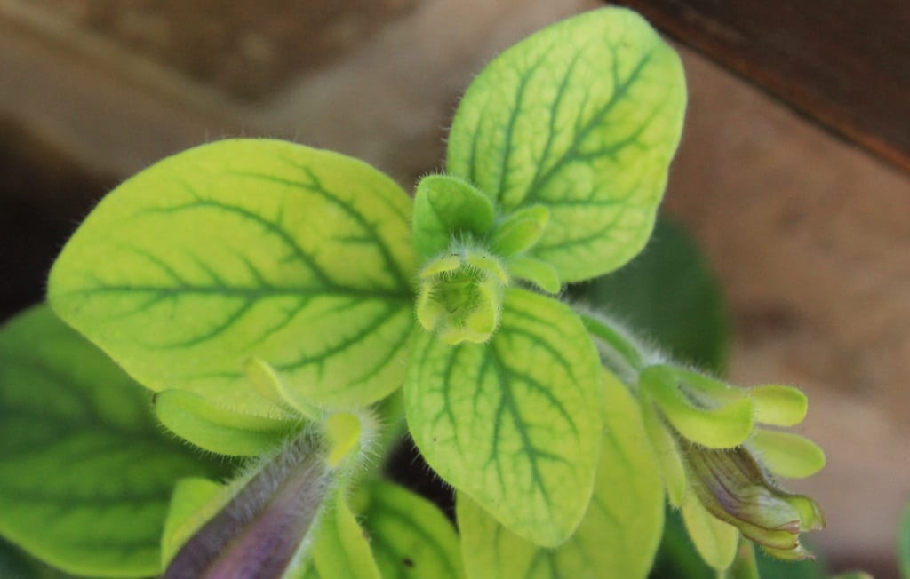 Petunia Leaves Yellow