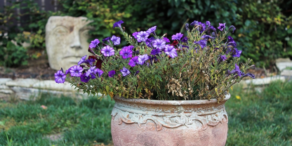 Why Are My Petunias Turning Yellow
