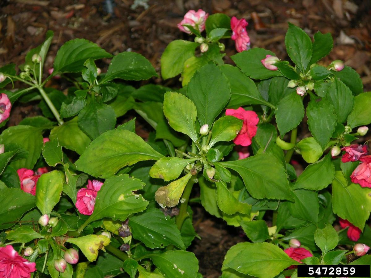Impatiens Leaves Turn Yellow